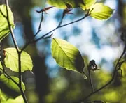 Grüne Blätter in Münster, Webdesign-Inspiration aus der Natur